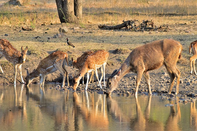Ranthambore